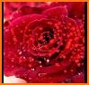 Red Roses Love Gif 🌹 related image