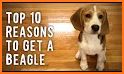 Beagle related image