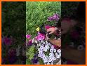 Selfie Camera For iPhone 13 -  related image