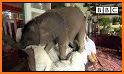 Baby Elephant Pet Care related image