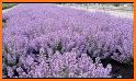 Catmint related image