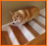 Corgi Jump related image