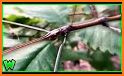 Find Stick Bug related image