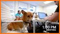 Corgi VPN related image