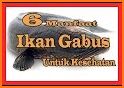 tips manfaat ikan gabus untuk kesehatan related image