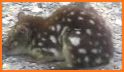 Tiger Quoll Rescue related image