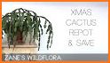 How to Care for a Christmas Cactus related image