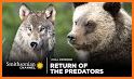 Yellowstone Wolves 2021 related image