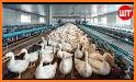 Goose Tech related image