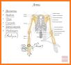 Skeleton | 3D Anatomy related image