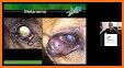 Vet Eye related image