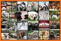 Dogs Jigsaw Puzzle Game related image