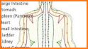 Learn Acupressure Basics related image