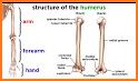 Osseous System in 3D (Anatomy) related image