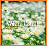 White Petaled Flower Theme related image