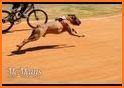 Real Dog Racing Tournament related image