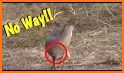 Archer Deer Hunter Free related image