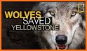 Yellowstone Wolves 2022 related image