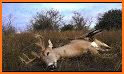 Wild Deer Sniper Hunting : Animal Shooting Games related image