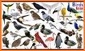 Picture Bird - Bird Identifier related image