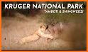 Wild About Kruger Park related image