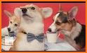 Royal Puppy Tea Party related image