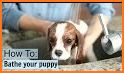 My Puppy Care Pet Dog House related image