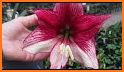 Amaryllis 2021 related image