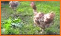 Hen And Chick Rescue related image