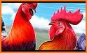 Wild Rooster Fighting Angry Chickens Fighter Games related image