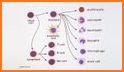 Roitt's Essential Immunology related image