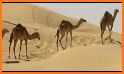 Desert Camel Launcher Theme related image