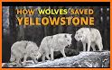 Yellowstone Wolves 2020 related image