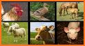 Animal Sounds. Game for children related image