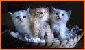 Kitten Wallpaper - Cute Cat Wallpapers related image