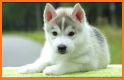 Cute Puppy Wallpaper related image