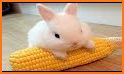 Baby Bunny - The Cutest Pet Caring related image