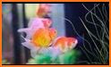 Koi - Aquarium related image