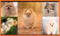 Pomeranian Dog Wallpapers HD related image