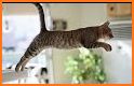 CatsJump! related image