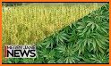 Hemp.im: The latest hemp and cannabis news. related image