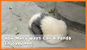 Panda Sleep related image