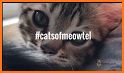 Meowtel: In-Home Cat Sitting related image