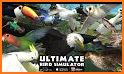 Wild Pigeon Simulator related image