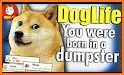 Dog Life related image