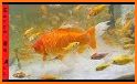 Gold Fish related image