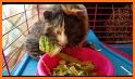 Guinea Pig Wallpaper related image