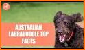 Australian Labradoodle related image