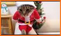 The Christmas Caribbean Cat related image