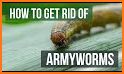 Armyworm related image